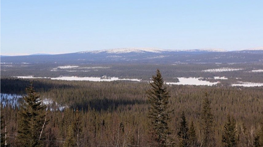 Skog